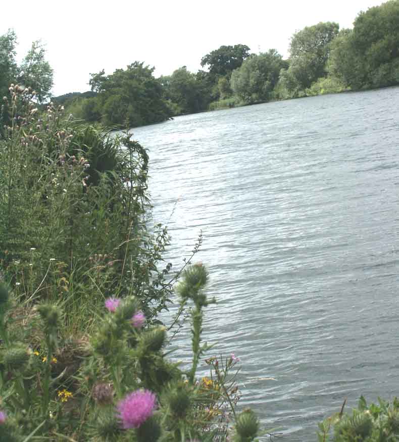 Thames bank &copy;Lesley Close 2003
