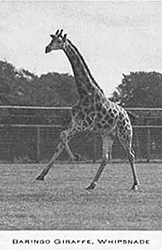Giraffe at Whipsnade Zoo