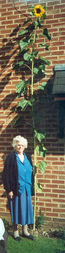 Mary Isabella Jane Park