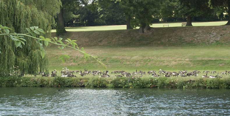 Geese on the river bank &copy;Lesley Close 2003