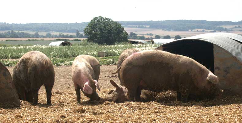 Free range pigs ©Lesley Close 2003