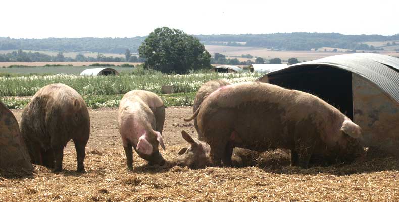 Free range pigs &copy;Lesley Close 2003