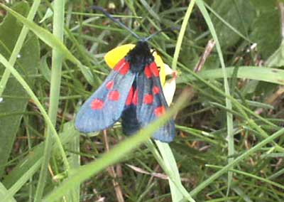 Burnet Moth ©2003 Lesley Close