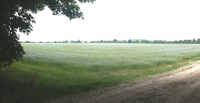 Flax field at Aston Rowant &copy;Lesley Close 2003