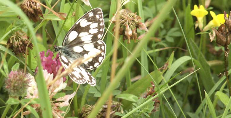 Marbled White butterfly ©Lesley Close 2003