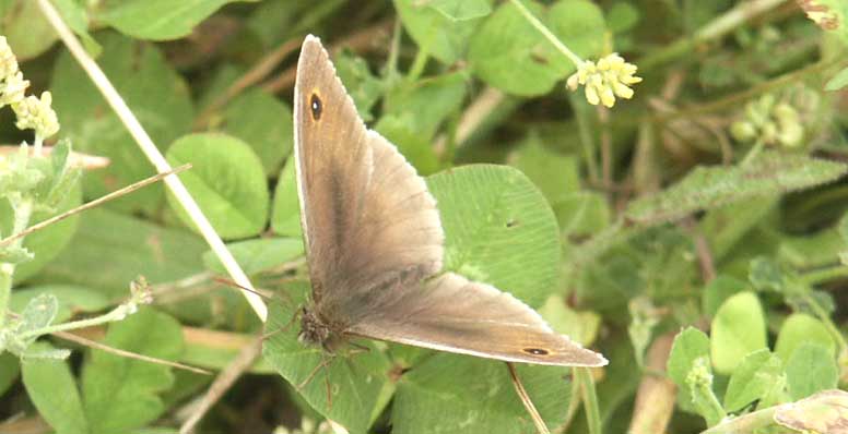 Meadow Brown butterfly &copy;Lesley Close 2003