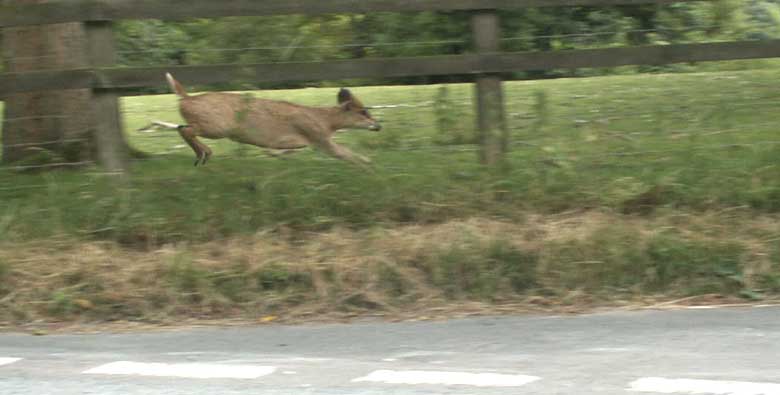 Fleeing Muntjac deer ©Lesley Close 2003