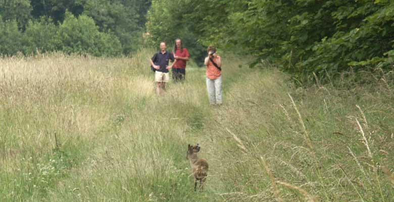 Trapped Muntjac deer &copy;Lesley Close 2003