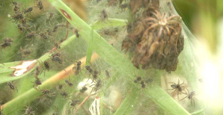 Nest of baby spiders ©Lesley Close 2003
