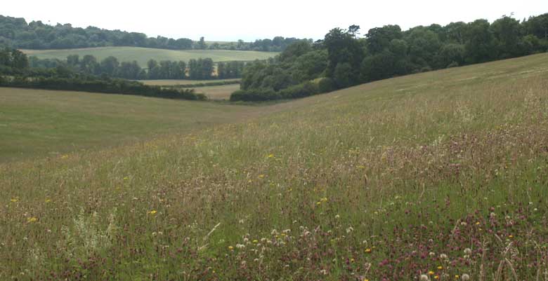 Swyncombe meadow &copy;Lesley Close 2003