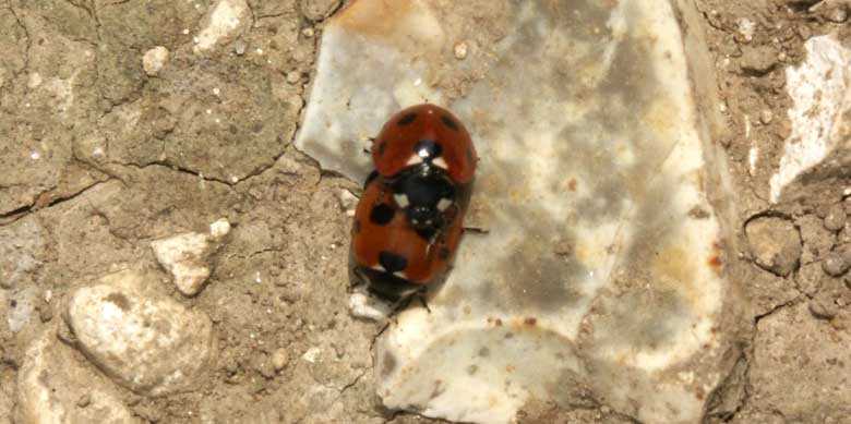 Mating ladybirds &copy;2003 Lesley Close